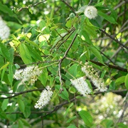 Japanese Bird Cherry  (Prunus Grayana)