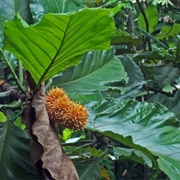 Terap Nasi (Artocarpus Elasticus)