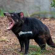 Tasmanian Devil
