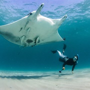Giant Oceanic Manta Ray