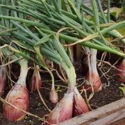 Rossa Lunga Di Firenze Onions