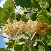 Uva Moscatello