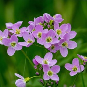 Cuckoo Flower (Cardamine Pratensis)