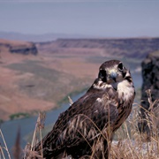Morley Nelson Snake River Birds of Prey National Conservation Area