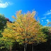 Tinker's Creek State Park