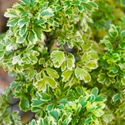 Ming Aralia (Polyscias Fruticosa)