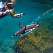 Snorkeled With Penguins