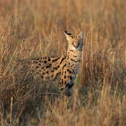 See Wild Cat in Its Natural Habitat