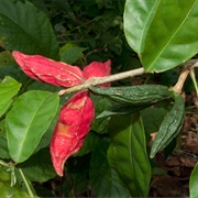 Bemange (Cola Urceolata)