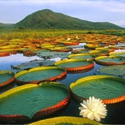 View the Victoria Amazonica (Giant Water Lily) in Guyana