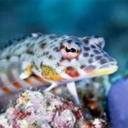 Lizardfish