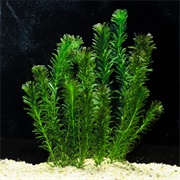 Anacharis Egeria Densa