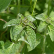 Water Mint (Mentha Aquatica)