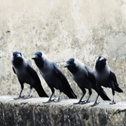An Unkindness of Ravens