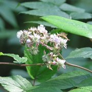 White-Stemmed Bramble (Rubus Cockburnianus)
