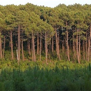 Cluster Pine