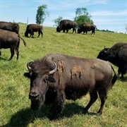 Wild Winds Buffalo Preserve