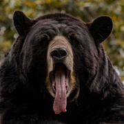 Black Bear