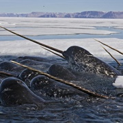 Narwhal