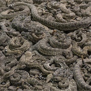 A Rhumba of Rattlesnakes