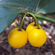 Lemon Drop Mangosteen (Garcinia Intermedia)