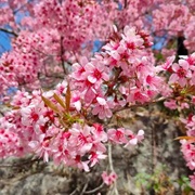 Wild Himalayan Cherry (Prunus Cerasoides)