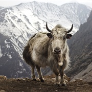 Yak