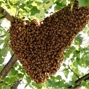 A Swarm of Bees