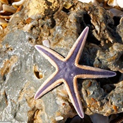 Royal Sea Star