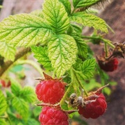 Delicious Raspberry (Rubus Deliciosus)