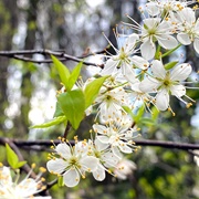 Flatwoods Plum (Prunus Umbellata)