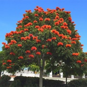 African Tulip Tree