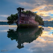 102-Year-Old Floating Forest in Sydney, Australia