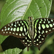 Illusory Butterflies