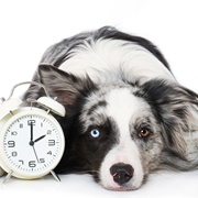 How Do Dogs Perceive Time?