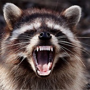 Raccoon