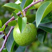 Pond Apple (Annona Glabra)