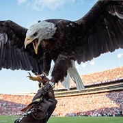 Auburn War Eagle