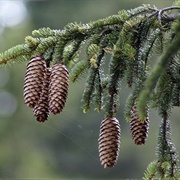 European Spruce