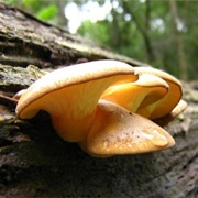 Mukitake (Sarcomyxa Edulis)