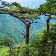 Perucica Jungle, Bosnia and Herzegovina