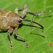 Acorn Weevil