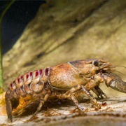 Crayfish Plague