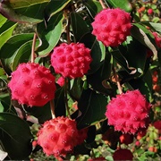 Kousa (Cornus Kousa)