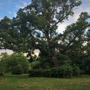 The Arbutus Oak (Permanently Closed)