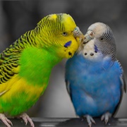 Budgie