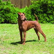 Groom an Irish Terrier