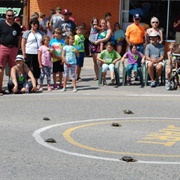 Longville Turtle Races