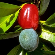 Broad-Leaved Brown Pine (Podocarpus Dispermus)