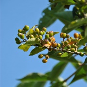 Korean Juneberry (Amelanchier Asiatica)